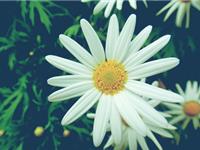 最容易抛弃妻子的生肖男