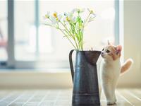 下半年财运滚滚的生肖君