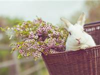 哪些星座陷入爱情就会变得忍让