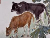 生肖牛被甩之后的表现