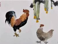 生肖鸡被甩之后的表现