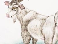 生肖羊中秋出游最强攻略