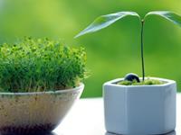 办公室绿色植物摆放有什么讲究