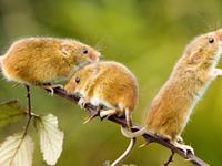 生肖鼠改善人缘的方法