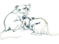 属鼠2018年运势及运程 2018年属鼠人全年每月运势