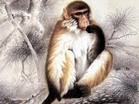 属猴2018年运势及运程 2018年属猴人全年每月运势