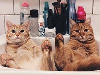 占卜旧爱回头你该接受吗