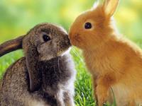 生肖兔，你的10月职场备战