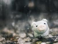 生肖猪，你的10月职场备战