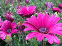 天秤座的专属植物是什么