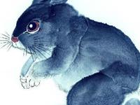 生肖兔该如何挽回破碎的爱情