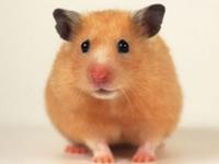 属鼠人2018年运势 2018年属鼠人的全年运程