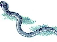 属蛇人2018年运势 2018年属蛇人的全年运程