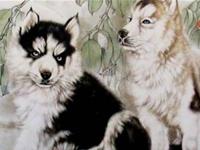 属狗人2018本命年运势 2018年属狗人的全年运程