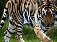 1974年属虎的人2018年运势大全及破解