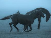 1978年属马的人2018年运势大全及破解