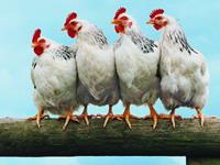 1981年属鸡的人2018年运势大全及破解