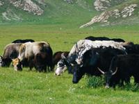 1985年属牛的人2018年运势大全及破解