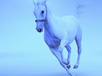 1990年属马的人2018年运势大全及破解