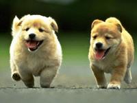 1994年属狗的人2018年运势大全及破解