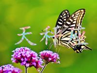 天秤座的爱情回头率高吗