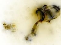 水瓶座最想练成哪种武功秘籍