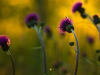 郑博士2017年属鸡的运势