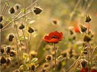 处女座一生最不想放弃什么