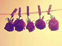 宁愿吃亏也坚持自己准则的生肖