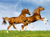 生肖马发现自己是同性恋时会怎么做