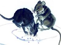 属鼠的命运，属鼠人的命运