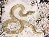 属蛇的命运，属蛇人的命运