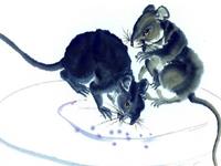 1996年属鼠2017年本命佛