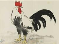 生肖鸡的真面目