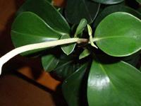 豆瓣绿的风水作用