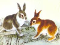 郑博士2017年5月生肖兔财气运势