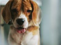 攀比成性，觉得女友不如他人的星座男