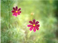 塔罗EVA一周塔罗运势（5.1-5.7）