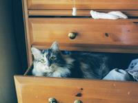 小乖麻根等卓玛2017年5月天秤座运势