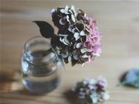 紫微斗数廉贞星2017年6月运势