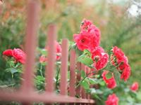 竹猫星球一周塔罗运势(5.15-5.21）