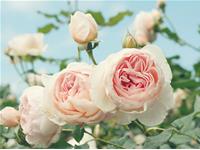 郑博士一周生肖运势（5.22-5.28）