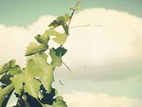 双子座钟爱的手机背景图