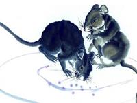 易玄2017年6月生肖鼠运势