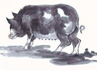 易玄2017年6月生肖猪运势