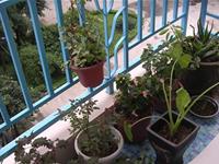 阳台可摆放哪些植物？