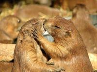 秀恩爱死的快的生肖