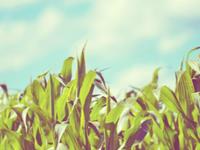 金牛座曾在爱情里做过的傻事