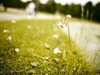 天秤座被哪个星座完克