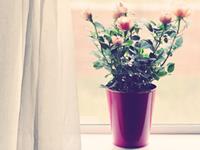 处女座最克制哪个星座